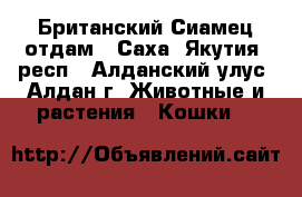 Британский Сиамец отдам - Саха (Якутия) респ., Алданский улус, Алдан г. Животные и растения » Кошки   